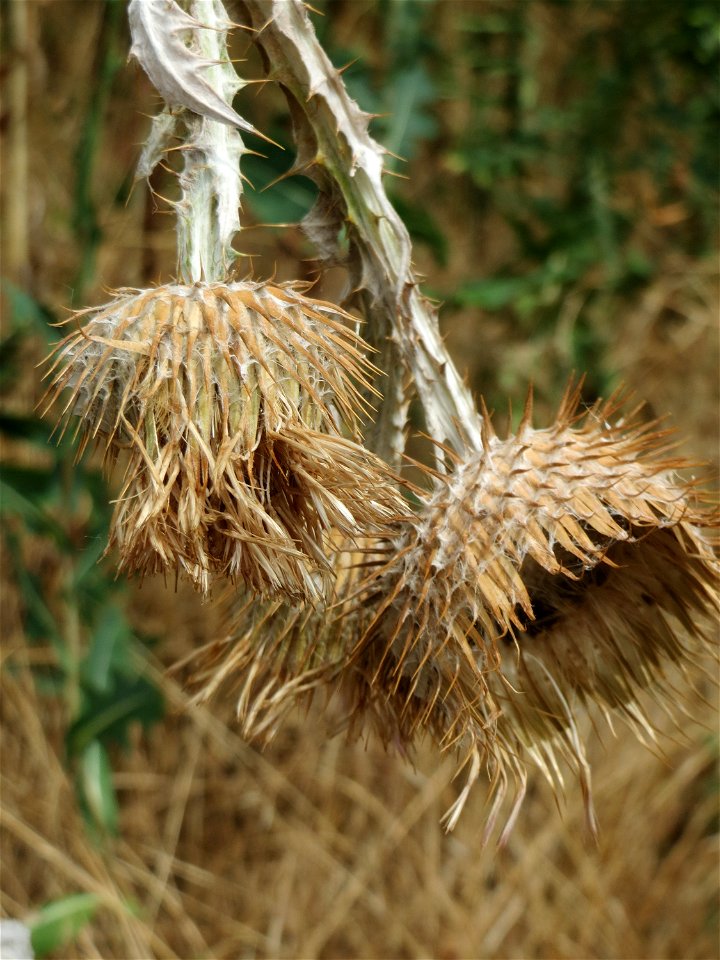 Eselsdistel (Onopordum acanthium) im Landschaftsschutzgebiet „Hockenheimer Rheinbogen“ - die große Trockenheit hat der Distel schon zu schaffen gemacht