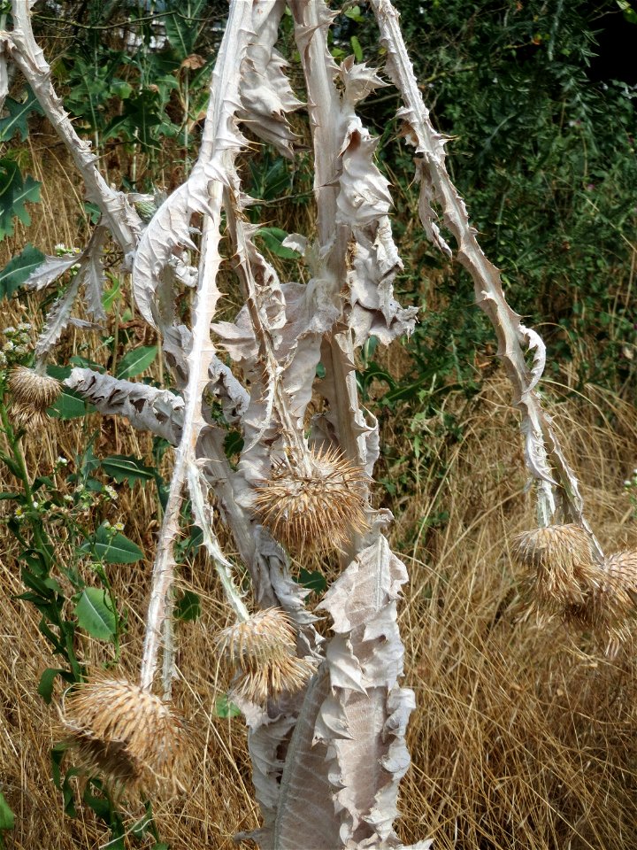Eselsdistel (Onopordum acanthium) im Landschaftsschutzgebiet „Hockenheimer Rheinbogen“ - die große Trockenheit hat der Distel schon zu schaffen gemacht