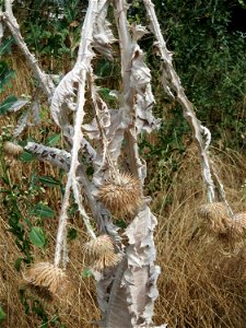 Eselsdistel (Onopordum acanthium) im Landschaftsschutzgebiet „Hockenheimer Rheinbogen“ - die große Trockenheit hat der Distel schon zu schaffen gemacht
