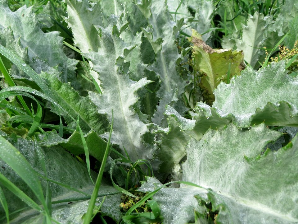 Grundblätter der Eselsdistel (Onopordum acanthium) in Hockenheim