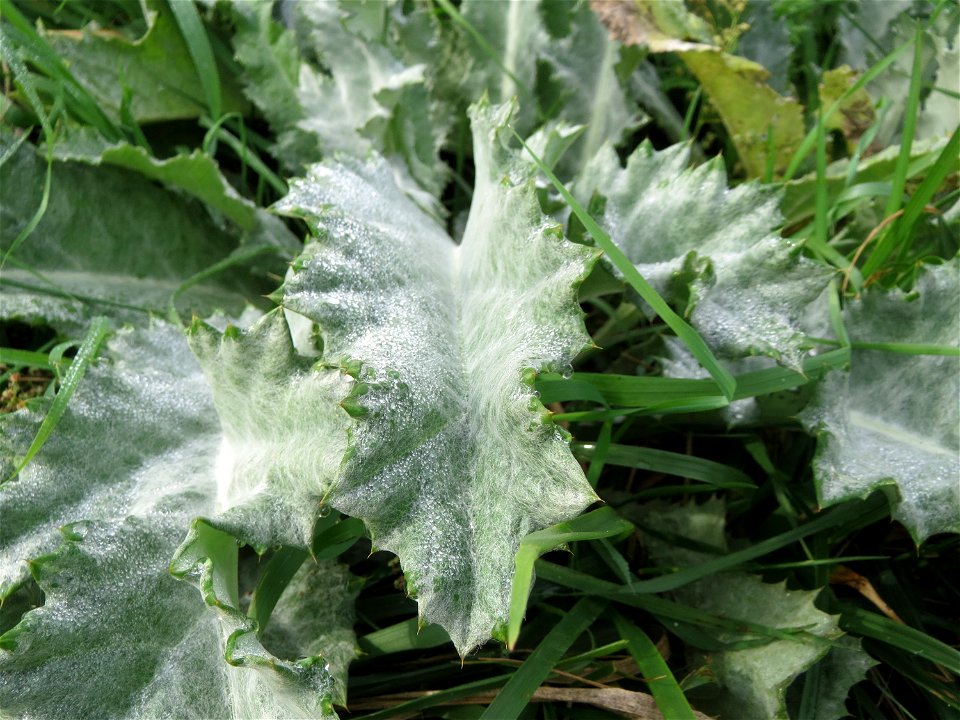 Grundblätter der Eselsdistel (Onopordum acanthium) in Hockenheim