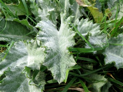 Grundblätter der Eselsdistel (Onopordum acanthium) in Hockenheim