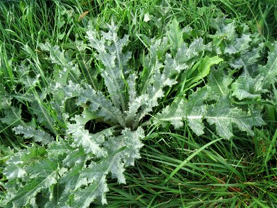 Grundblätter der Eselsdistel (Onopordum acanthium) in Hockenheim