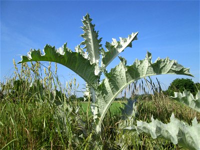 Eselsdistel (Onopordum acanthium) am Feldrand in Hockenheim