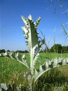 Eselsdistel (Onopordum acanthium) am Feldrand in Hockenheim