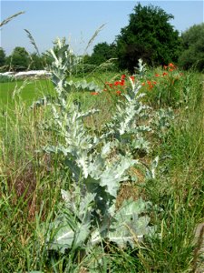 Garten-Eselsdistel (Onopordum × hortorum) am Feldrand in Hockenheim