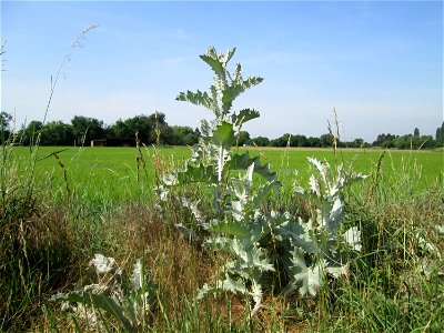 Garten-Eselsdistel (Onopordum × hortorum) am Feldrand in Hockenheim