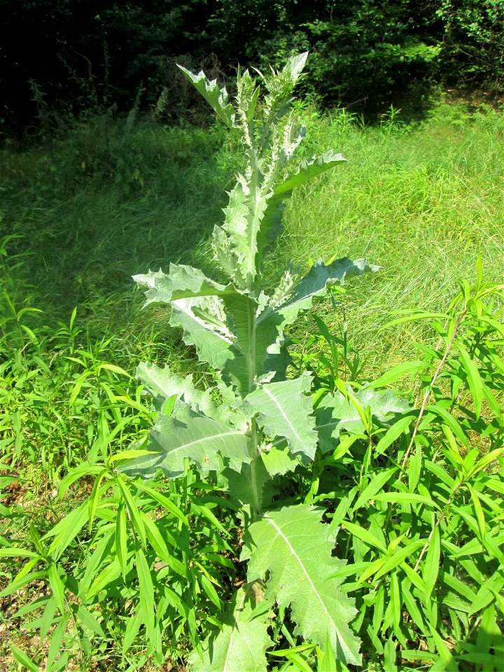 Eselsdistel (Onopordum acanthium) in der Schwetzinger Hardt