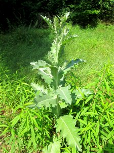 Eselsdistel (Onopordum acanthium) in der Schwetzinger Hardt