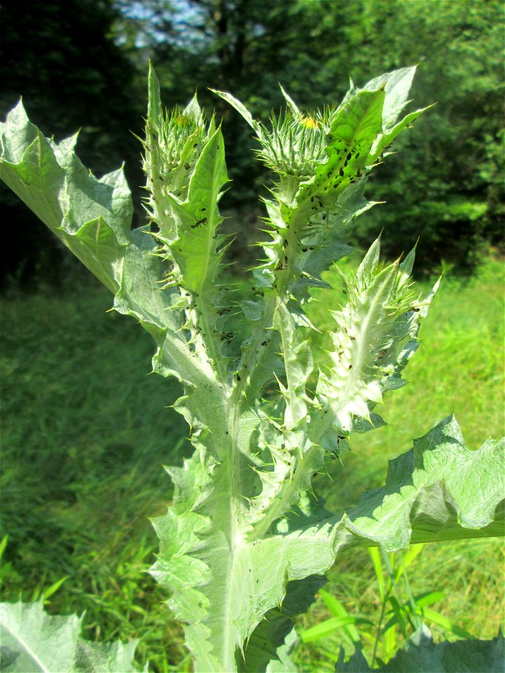 Eselsdistel (Onopordum acanthium) in der Schwetzinger Hardt