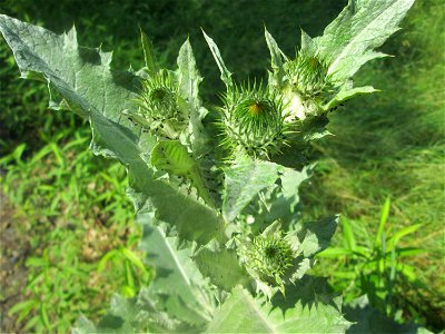 Eselsdistel (Onopordum acanthium) in der Schwetzinger Hardt