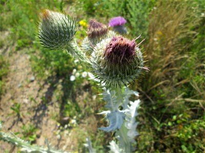 Eselsdistel (Onopordum acanthium) auf einer Brachfläche am Messplatz in Hockenheim