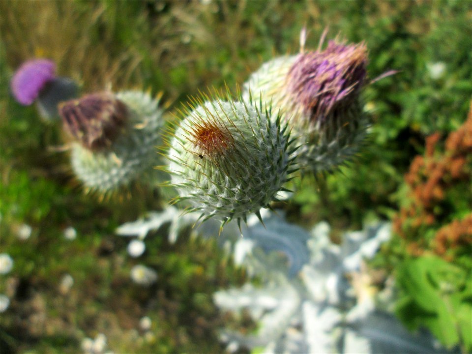 Eselsdistel (Onopordum acanthium) auf einer Brachfläche am Messplatz in Hockenheim