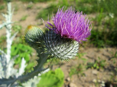 Eselsdistel (Onopordum acanthium) auf einer Brachfläche am Messplatz in Hockenheim
