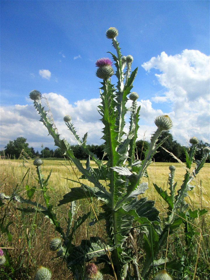 Eselsdistel (Onopordum acanthium) am Feldrand in Hockenheim