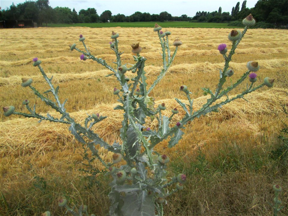 Garten-Eselsdistel (Onopordum × hortorum) am Feldrand in Hockenheim