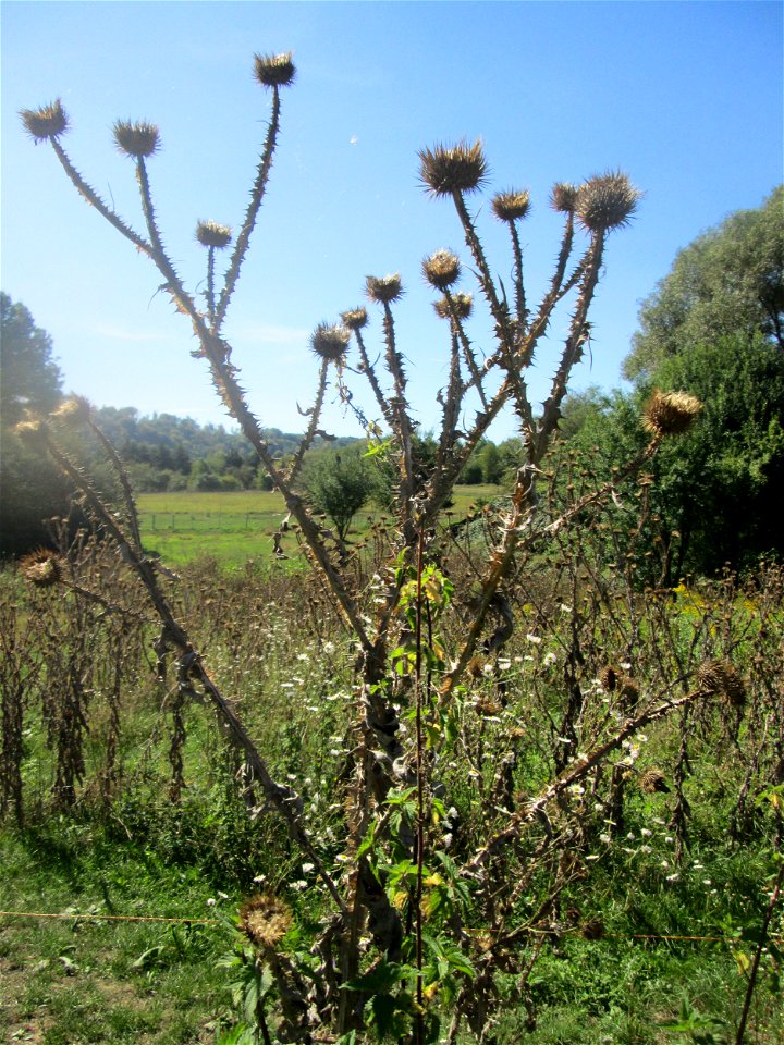 Eselsdistel (Onopordum acanthium) im Almet in Sankt Arnual
