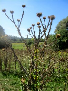 Eselsdistel (Onopordum acanthium) im Almet in Sankt Arnual