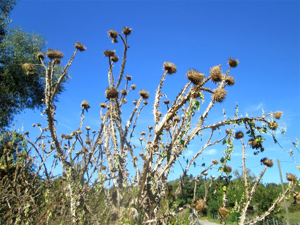 Eselsdistel (Onopordum acanthium) im Almet in Sankt Arnual