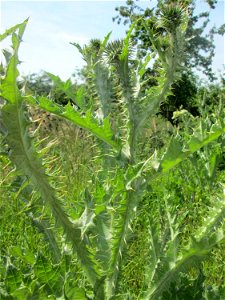 Eselsdistel (Onopordum acanthium) am Hochwasserrückhaltebecken im Naturschutzgebiet „Bachwiesen/Leopoldswiesen“ im Hockenheimer Rheinbogen