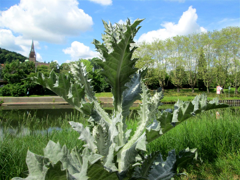 Eselsdistel (Onopordum acanthium) an der Saar in Saarbrücken