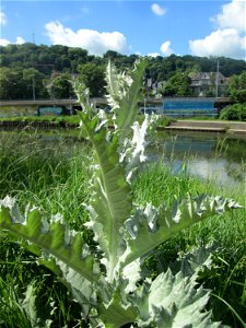 Eselsdistel (Onopordum acanthium) an der Saar in Saarbrücken