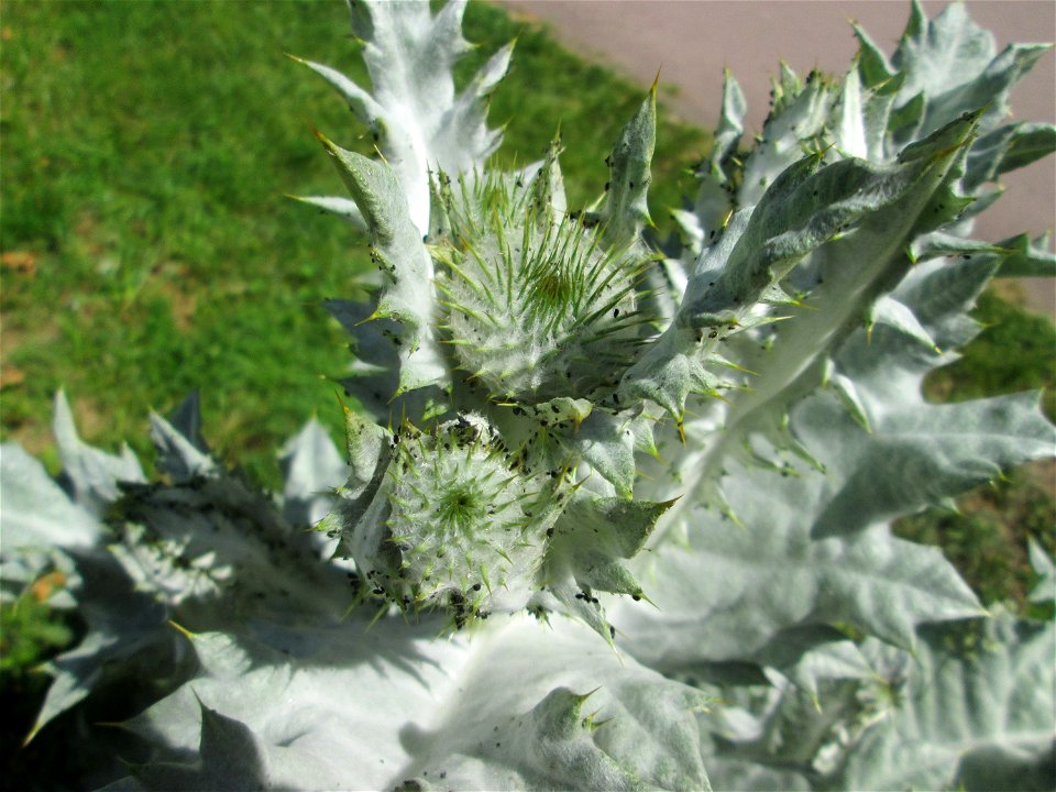 Eselsdistel (Onopordum acanthium) an der Saar in Saarbrücken
