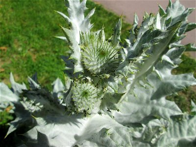 Eselsdistel (Onopordum acanthium) an der Saar in Saarbrücken