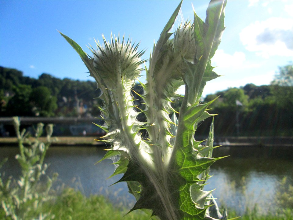 Eselsdistel (Onopordum acanthium) an der Saar in Saarbrücken