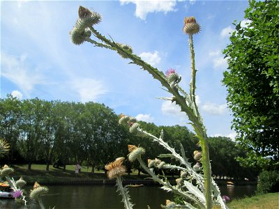 Eselsdistel (Onopordum acanthium) an der Saar in Saarbrücken photo