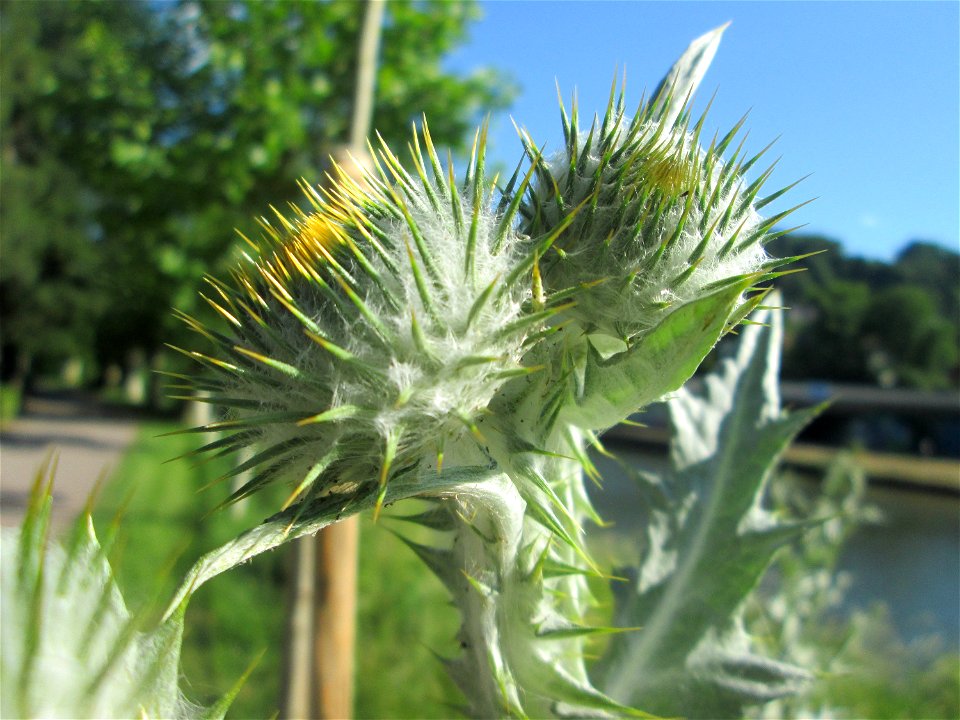 Eselsdistel (Onopordum acanthium) an der Saar in Saarbrücken