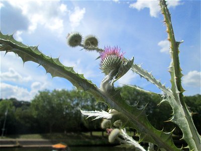 Eselsdistel (Onopordum acanthium) an der Saar in Saarbrücken