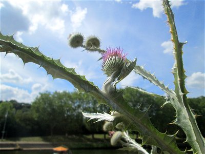 Eselsdistel (Onopordum acanthium) an der Saar in Saarbrücken photo