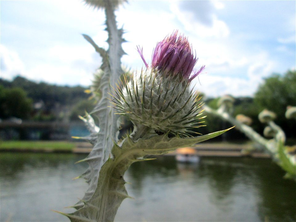Eselsdistel (Onopordum acanthium) an der Saar in Saarbrücken