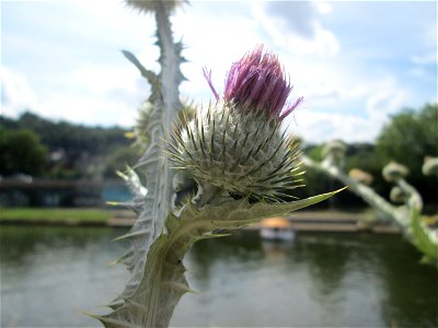 Eselsdistel (Onopordum acanthium) an der Saar in Saarbrücken