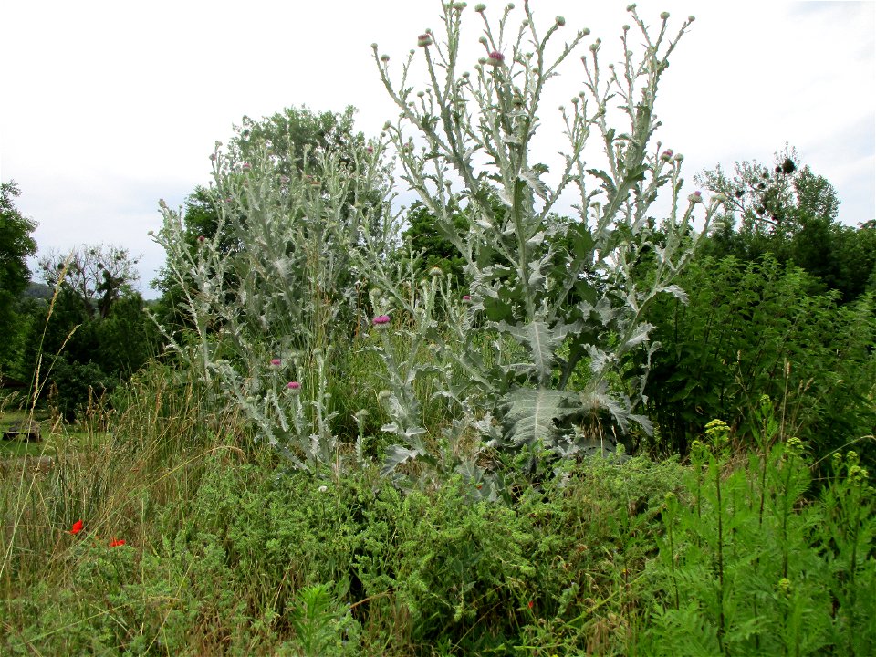 Eselsdistel (Onopordum acanthium) auf dem Gelände der Gallo-römischen Villa in Reinheim