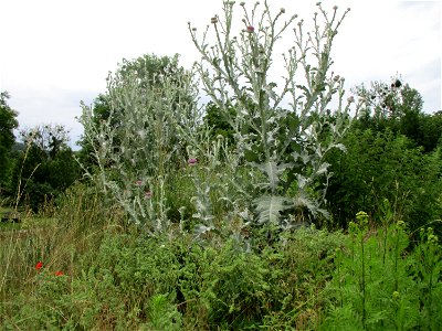 Eselsdistel (Onopordum acanthium) auf dem Gelände der Gallo-römischen Villa in Reinheim