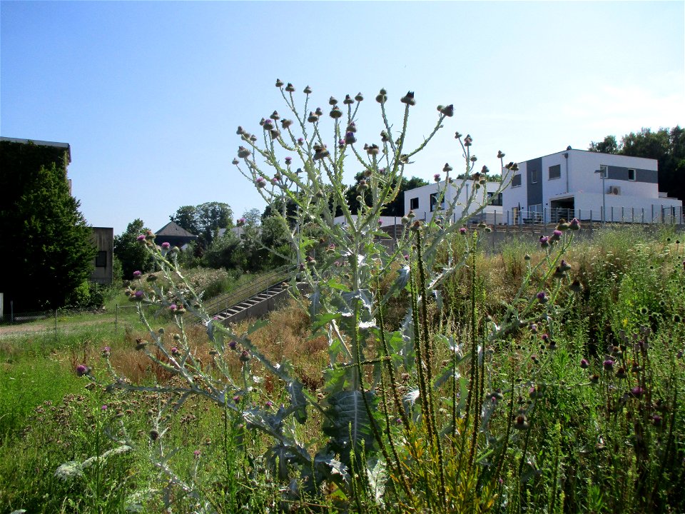 Eselsdistel (Onopordum acanthium) auf einer Baustelle in Ensheim