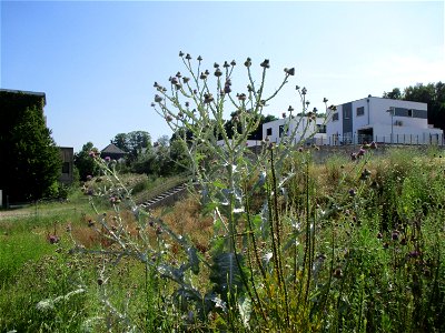 Eselsdistel (Onopordum acanthium) auf einer Baustelle in Ensheim photo