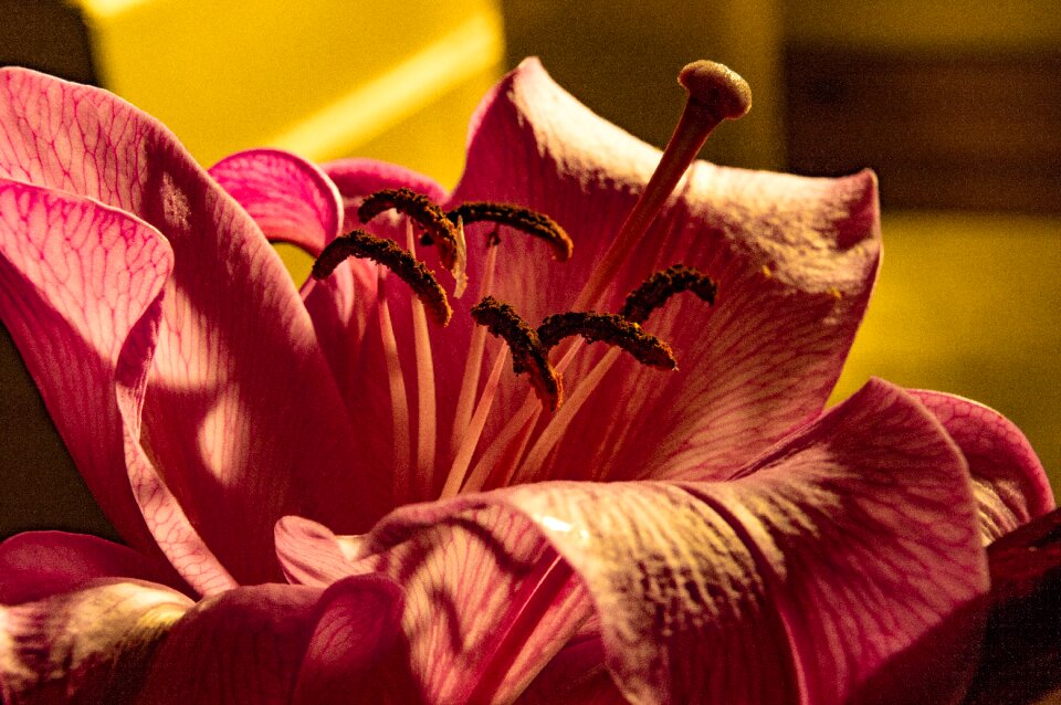 Pink lily flower