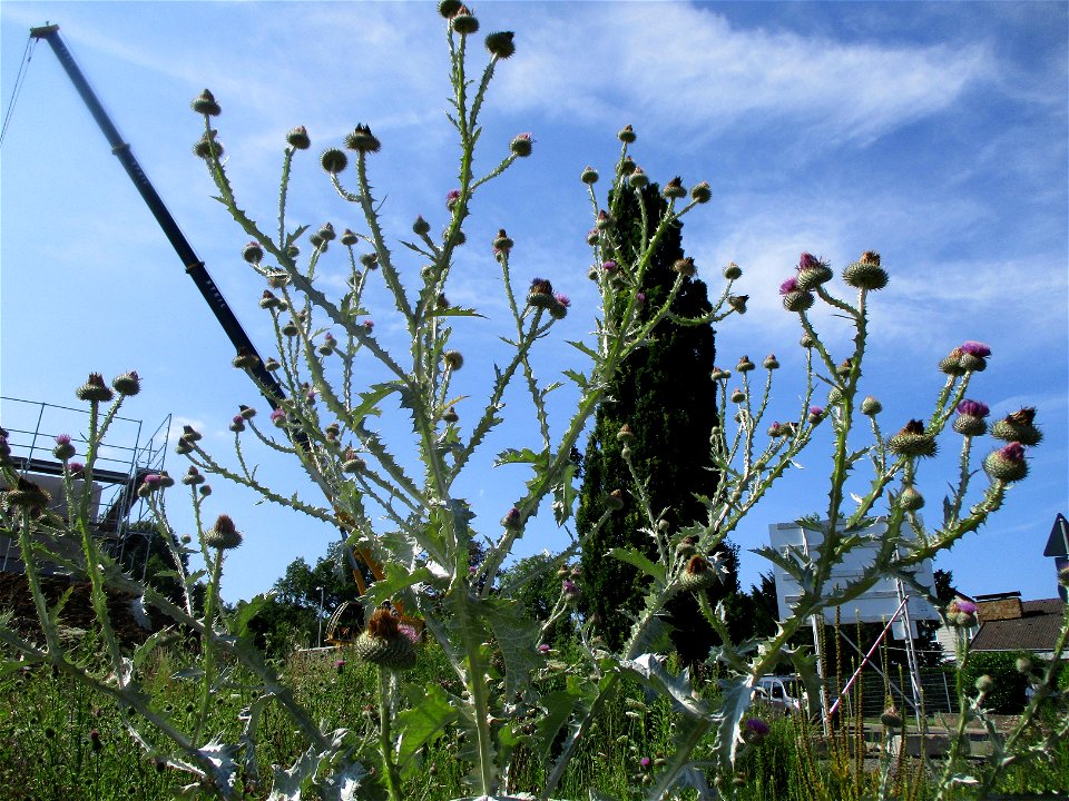 Eselsdistel (Onopordum acanthium) auf einer Baustelle in Ensheim
