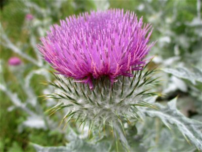 Eselsdistel (Onopordum acanthium) auf dem Gelände der Gallo-römischen Villa in Reinheim
