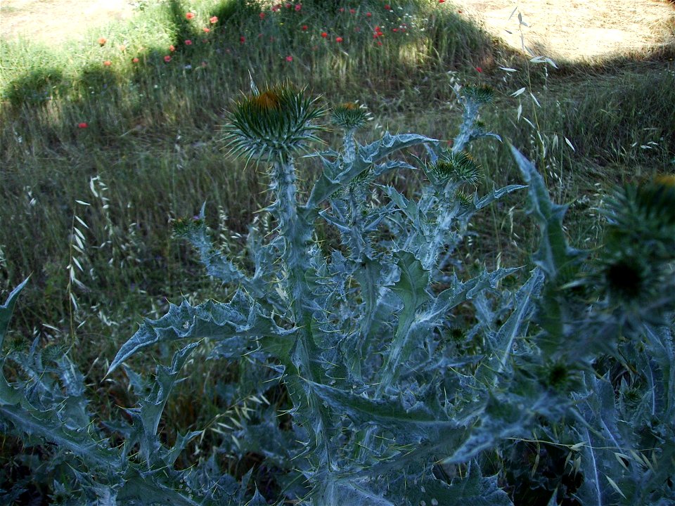 Onopordum acanthium Castelltallat Catalonia