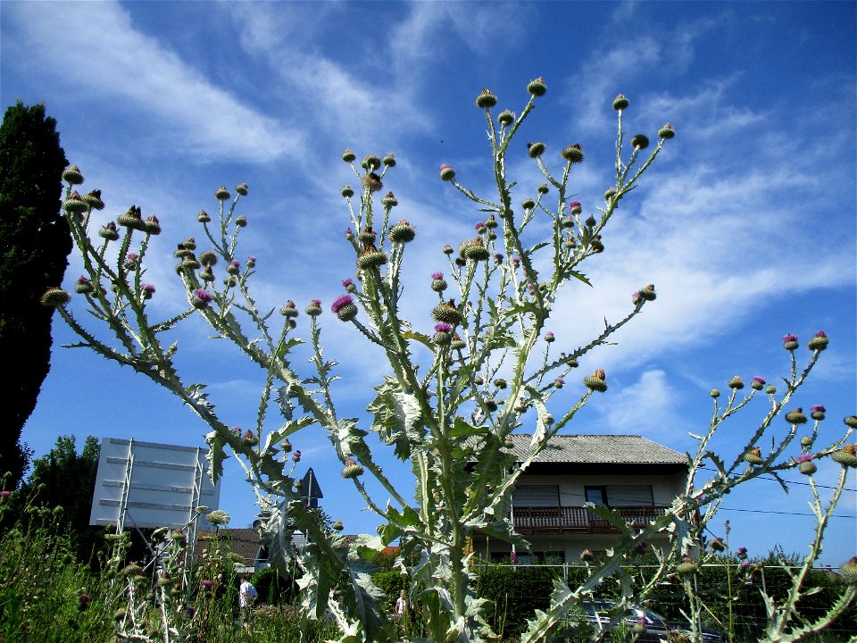 Eselsdistel (Onopordum acanthium) auf einer Baustelle in Ensheim
