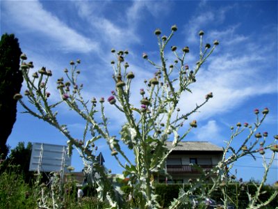 Eselsdistel (Onopordum acanthium) auf einer Baustelle in Ensheim