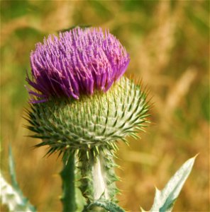 Eselsdistel (Onopordum acanthium) / *Aufnahmeort: Deutschland, Rheinland-Pfalz, Südpfalz, Bärenbrunner Tal