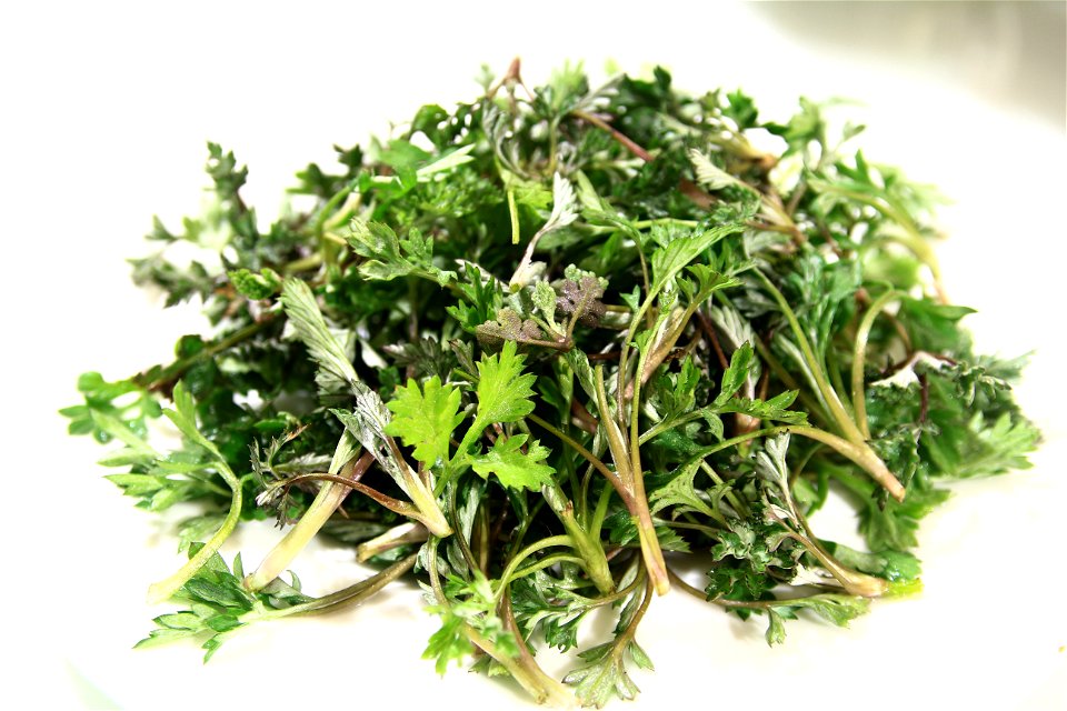 Korean wormwood(Artemisia princeps)