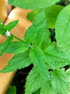 Lobelia inflata