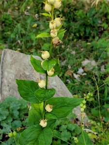 Lobelia inflata