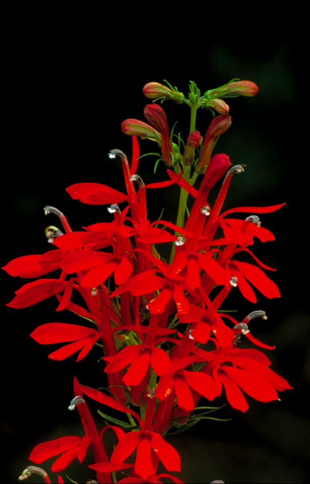 Cardinal Flower
